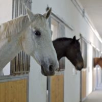 differenza tra pony e cavallo